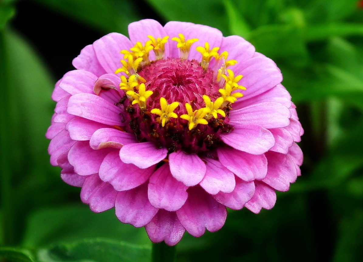 Zinnia Flower