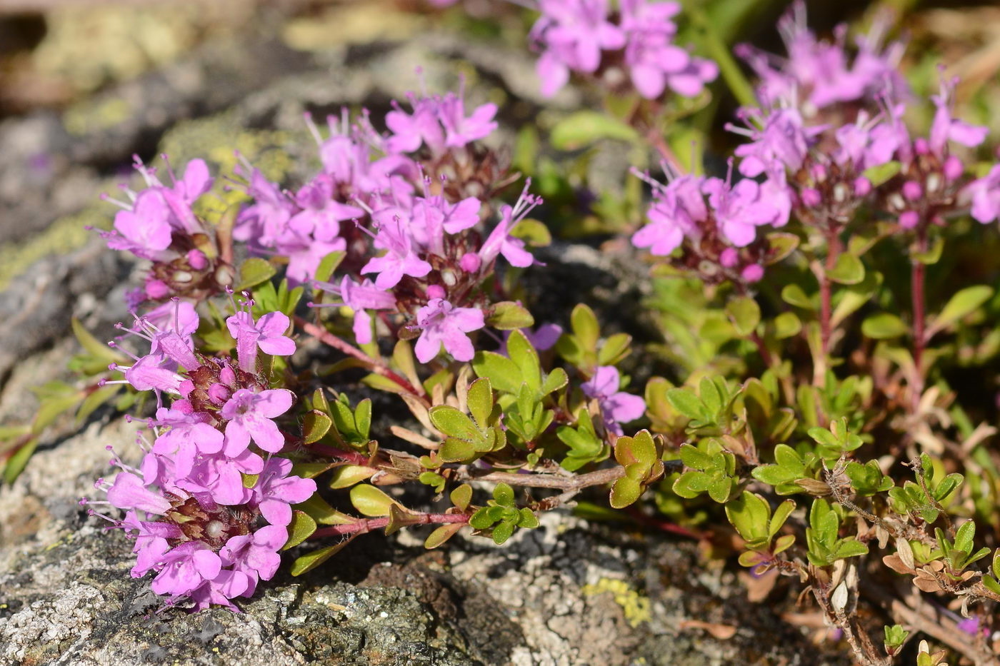 Фото чабреца обыкновенного в природе. Тимьян ползучий (Thymus serpyllum). Тимьян ползучий (Thymus serpyllum 'Elfin'). Богородская трава чабрец. Тимьян ползучий (Thymus serpyllum 'Magic Carpet').